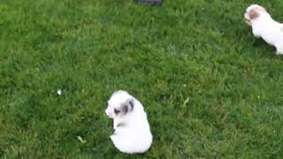 Shih Poo Puppies For Sale [upl. by Eiggep]