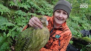 Episode 1  Kākāpō Conservation Field Work on Whenua Hou [upl. by Gaye337]