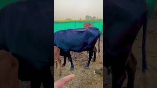 Jersey gaiye 🤦 mini vlog cow gircrosscowmilk minivlog [upl. by Anaxor]