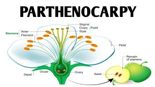 Parthenocarpy  Artificial Seedless Fruit production  How to induce parthenocarpy [upl. by Nura]