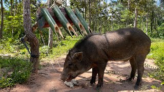 Build Wild boar Trap Using Sharp bamboo whatsappstatusvideo animals shortsvideo [upl. by Alliw]