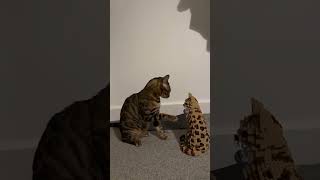 When My cat his cardboard duplicate [upl. by Stieglitz440]