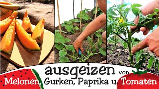 Ausgeizen von Melonen Gurken Paprika und Tomaten [upl. by Margo]