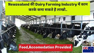 Dairy Framing Jobs in New ZealandHigh Paying Jobs in New ZealandHow to Find Job in NZ Updated 2023 [upl. by Noelani415]