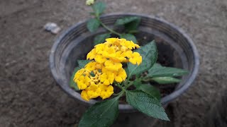 കൊങ്ങിണിച്ചെടി തൈ പിടിപ്പിക്കൽ Lantana propagation [upl. by Ytirehc]