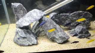 manda zebra yellow lab and Dimidiochromis strigatus [upl. by Vasta]