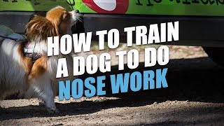 How to Train A Dog to Do Nose Work And Some Training Ideas [upl. by Noevart]