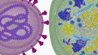 Viral Cell Entry of the SARSCoV2 virus  NanoBiology Course 2020  Monday Group [upl. by Gaspard]