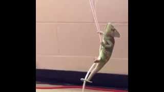 Wrecking Ball  Lizard Parody [upl. by Allbee]