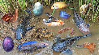 Colorful surprise eggs lobster snake cichlid betta fish turtle butterfly fish goby fish [upl. by Jule960]