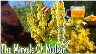 The Miracle Of Mullein Natures Lung Healer 🫁 Health Benefits Uses amp Identification [upl. by Ahsenauq]