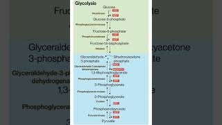 glycolysis glycolysis cyclebiochemistry nutrition and Biochemistry [upl. by Chemosh]