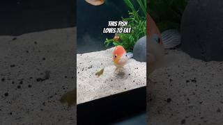 This fish enjoys chasing my other fish to snack on their hot 🍣 rolls aquarium [upl. by Essirehs]