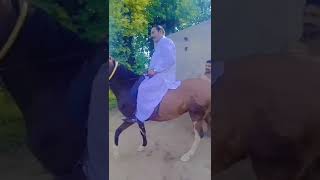 Lamber dar Khush gwar mood me pindanwale [upl. by Brad]