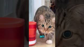 Why Are Cats Afraid of Cucumbers 🐱🥒 The Truth Behind the Viral Videos animals cat catbehavior [upl. by Noel]