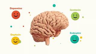 Happy Brain Chemicals dopamine serotonin oxytocin endorphin [upl. by Nelyag574]