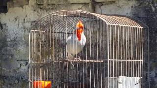 Cardenal rojo cantando [upl. by Atteyram318]