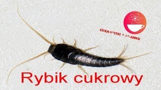 Czym jest RYBIK CUKROWY [upl. by Anderea585]