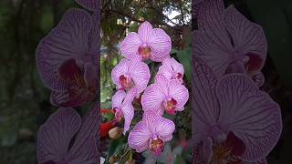 Orquídeas en floración belleza del jardínnatural orquideas plantas orchid garden [upl. by Neelie489]