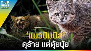 แมวปัมปัส Pampas Cat จอมดุร้าย แต่ตุ้ยนุ้ย ขาสั้น  EVERGREEN [upl. by Anilorak]