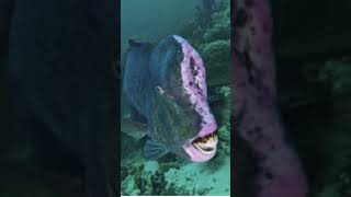 Why humphead parrotfish is so weird [upl. by Haym342]