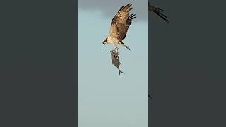 Osprey carries away a freshly filleted fish Where’s the delivery going [upl. by Inaffit]