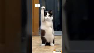 Funny animals video 🤣😂 CUTE animals dance video 😍 The Dramatic cats dogs dance 😂🤣😻🐶shortsfeed [upl. by Llekim]