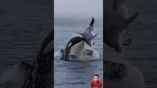 Fishing dolphin blue fishing short video 1milion trending 1milion like and subscribe trending [upl. by Motteo]