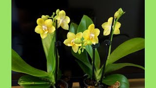 Fragrant Orchid Identification  Phal Younghome Golden Pixie [upl. by Nosydam274]