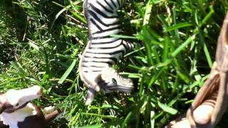 Striped Schleich Horse And Zebra Movie [upl. by Otxis778]