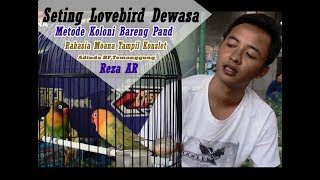 SUARA BURUNG  Setingan Lovebird Metode Koloni Bareng Paud Rahasia Konslet Moana [upl. by Yulma546]