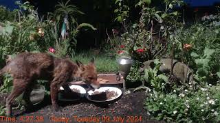 Foxheaven Dublin Ireland Livestream [upl. by Jobina613]