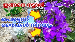 കൂടുതൽ പൂക്കൾ വന്നുനിറയാൻ എളുപ്പവഴി Melastoma Plant Propagation [upl. by Rein]