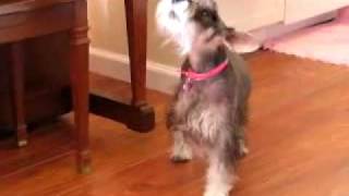 RoobyRoo Schnauzer Howling [upl. by Shull220]