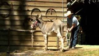 quotHow to trim a difficult donkeyquot by Dave Freeman Part 1 of 6 [upl. by Post]