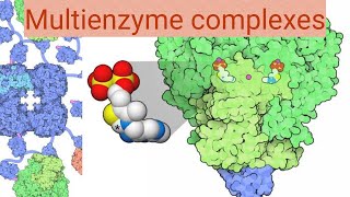 Multi enzyme complexes [upl. by Anital]