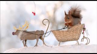 50 squirrel christmas photos and footage of Geert Weggen [upl. by Hamforrd]