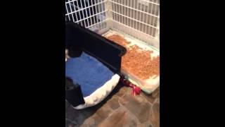 Newborn Puppy Pen Litter Training Part 3 [upl. by Iohk42]