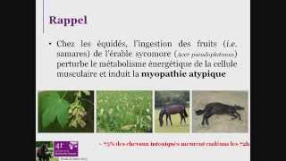 D Votion  Journée de la recherche équine 2015  Myopathie atypique et nouveaux outils [upl. by Laetitia]