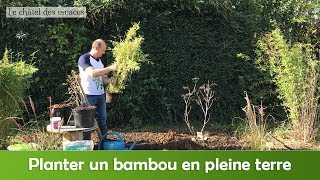 Comment planter un bambou en pleine terre [upl. by Luedtke]