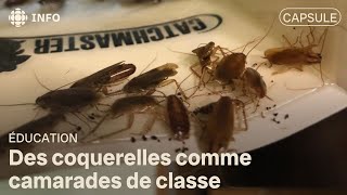 Des coquerelles comme camarades de classe [upl. by Akered]