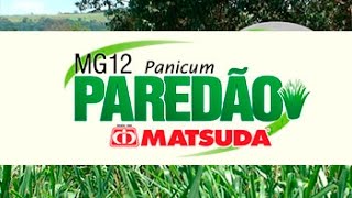 MG 12 Paredão Panicum maximum [upl. by Namzed]