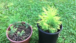 lawsons cypress information and seedling video [upl. by Frodi]