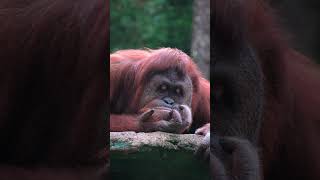 Bornean orangutan 🦧🦧 orangutan wildlife [upl. by Venita365]