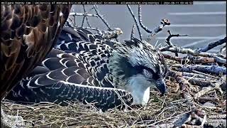 Hellgate Canyon Ospreys 2024  Zooming in on Antali Aug 11 2024 [upl. by Vilma]