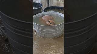 Capybara swimming [upl. by Weisman]