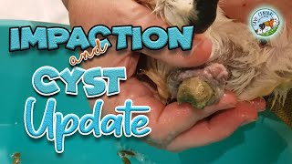 Guinea pig impaction and what you need to know  and Cyst update [upl. by Jamille186]