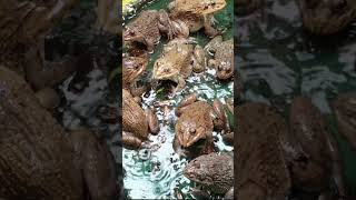 frogs ​​​​​​frog babyanimals frogging animals amazingfish shortsvide birds shorts 19 [upl. by Wilonah101]