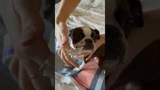 How I Clean My Dogs Teeth At Home SO EASY  Boston terrier daily dental care routine [upl. by Pelligrini47]