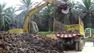 Palm Oil Mill BioMass Composting [upl. by Sitnik929]